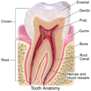 teeth anatomy 